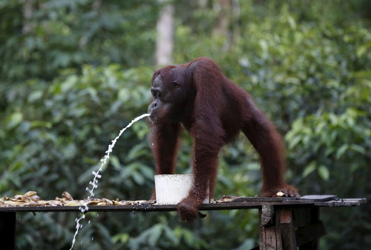 En orangutang står på en treplattform, lener seg over en hvit beholder og spytter en strøm av vann fra munnen i et skogsområde.