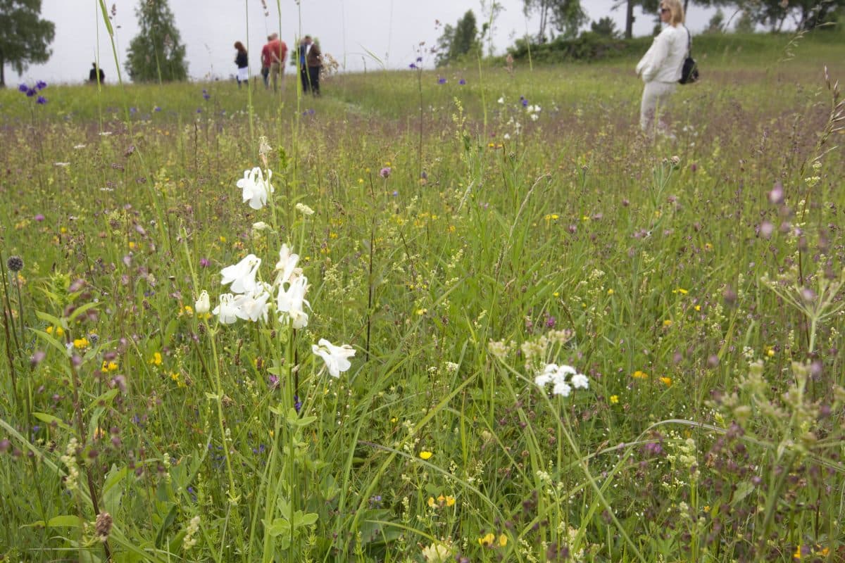 Villblomster på en gresslette med flere mennesker stående og gående i bakgrunnen under en overskyet himmel.