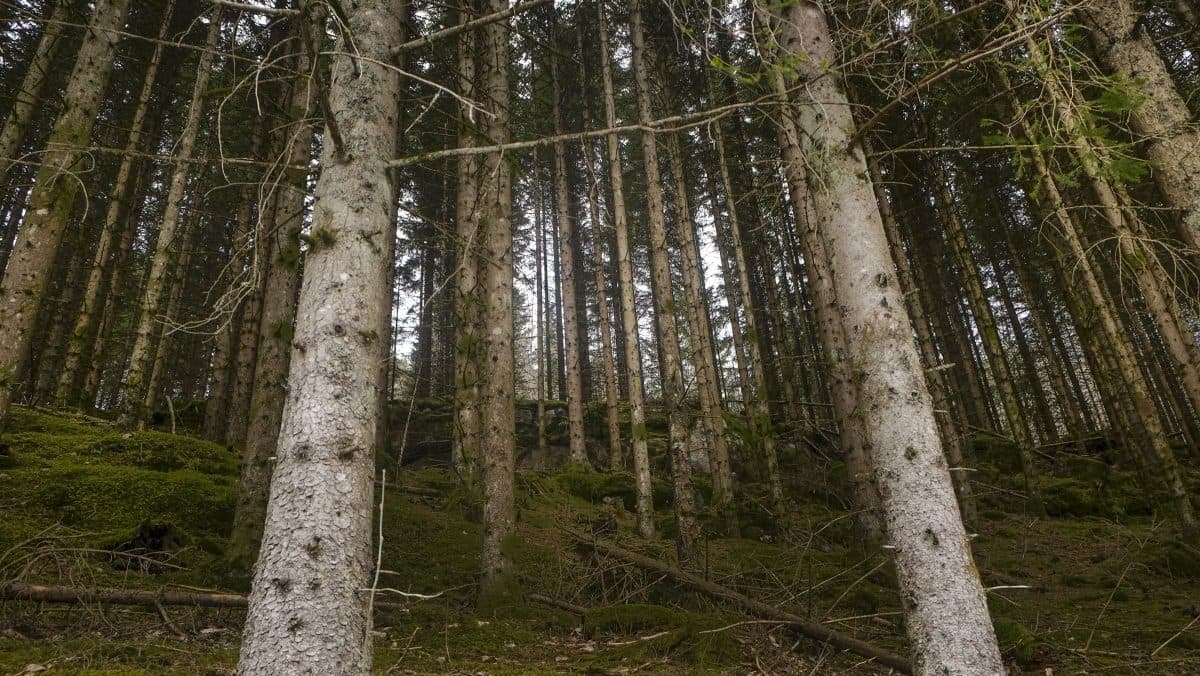 Tett skog med høye, rette furutrær og mosekledd mark, sett oppover gjennom stammene.