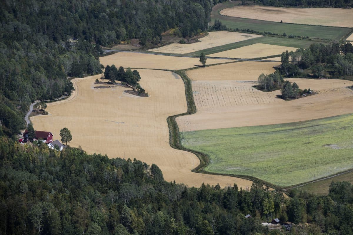 Flyfoto av jordbruksland med gule og grønne åkrer omkranset av trær, og en liten klynge bygninger med røde tak i utkanten av åkrene.