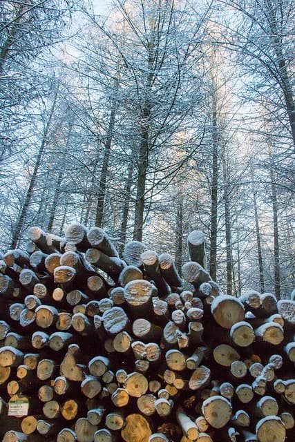 Det er store ressurser i skogen. Satsing på bioøkonomi kan gi både klimagevinst og verdiskaping, mener Johan C Løken. (Foto: Susanne Nilsson)