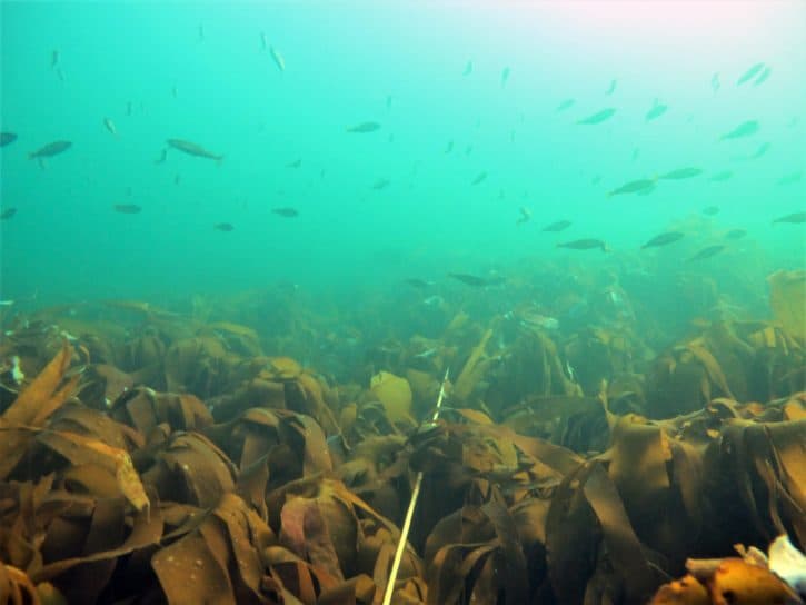 Tareskog foto Janne Gitmark NIVA