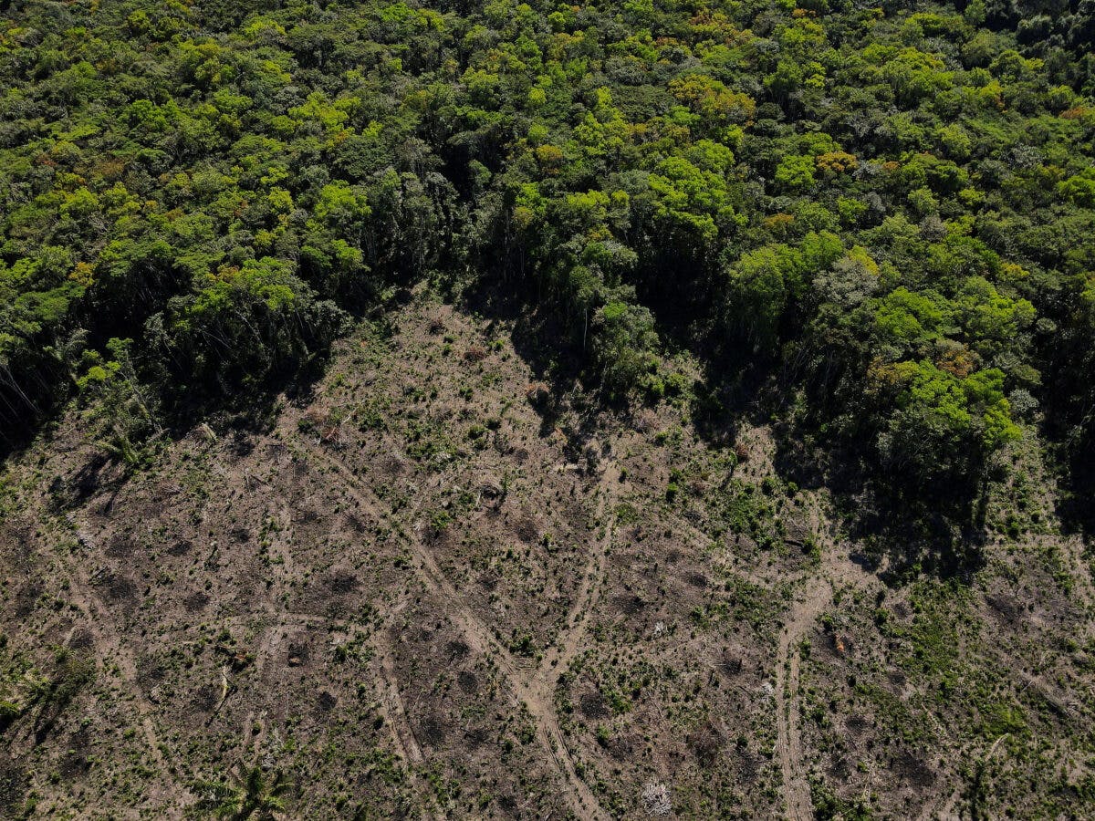 Flyfoto av skog i Amazonas ved Manaus