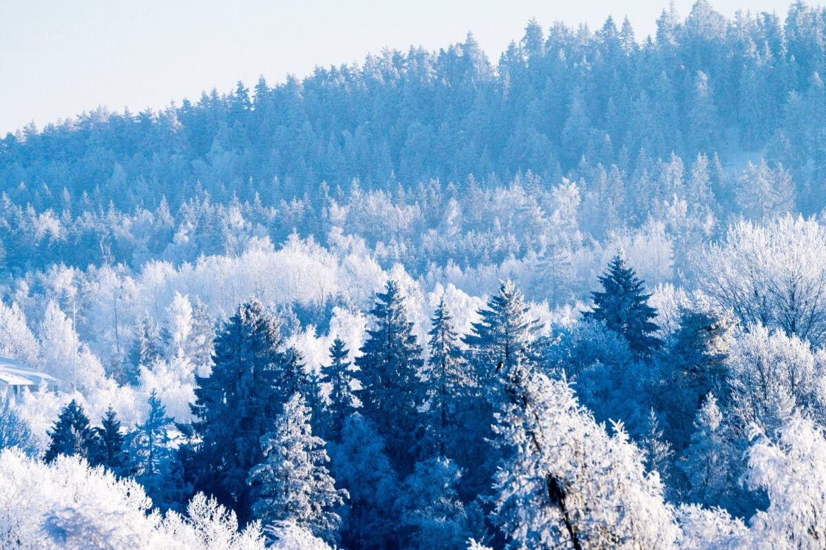 Oversiktsbilde av skog med frost på trærne