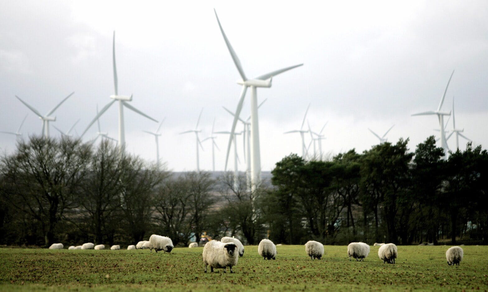 Sheep graze in front of wind turbines at newly opened Black Law wind farm in South Lanarkshire