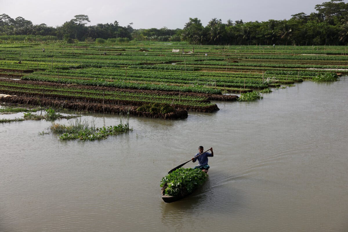 En mann ror en båt gjennom et felt med grønnsaker.