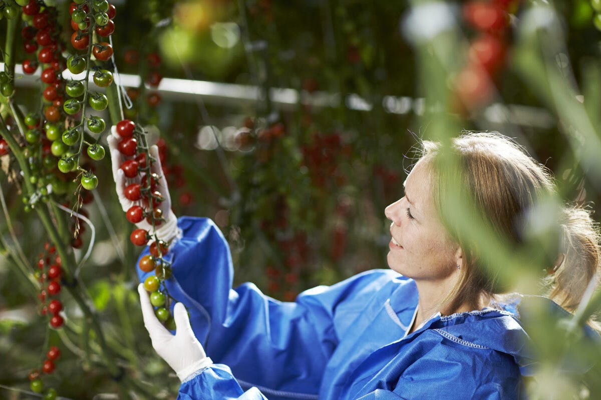 En kvinne i en blå jakke plukker tomater fra en plante.