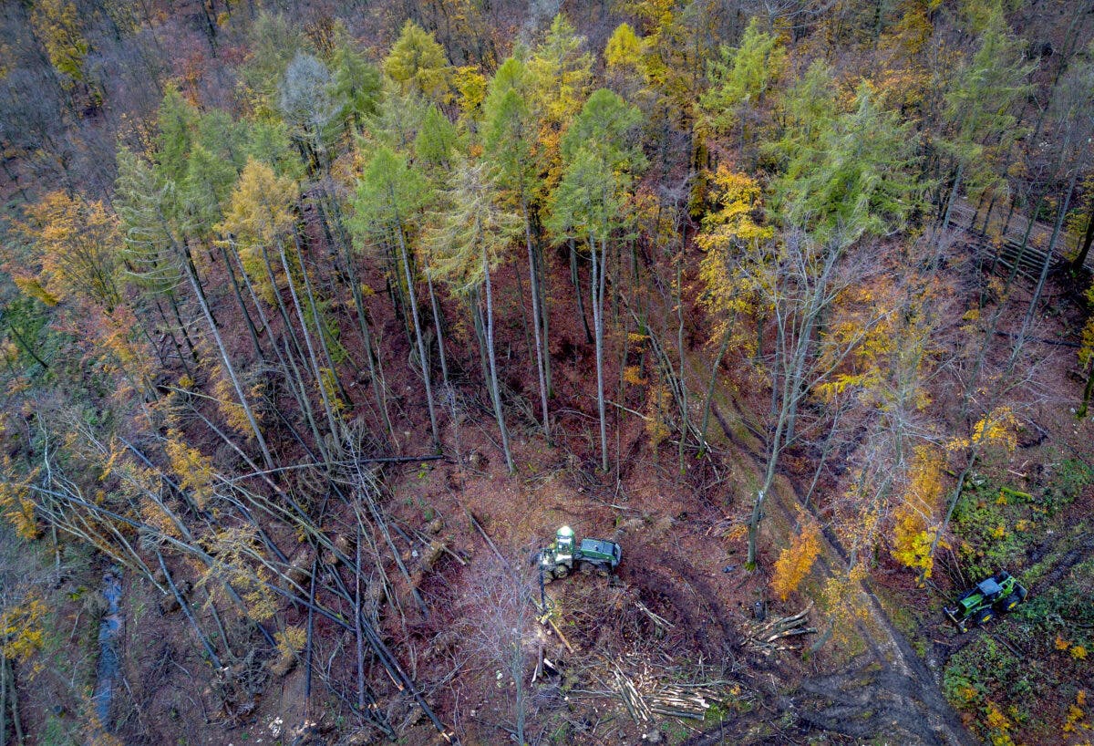Et luftfoto av en skog om høsten.