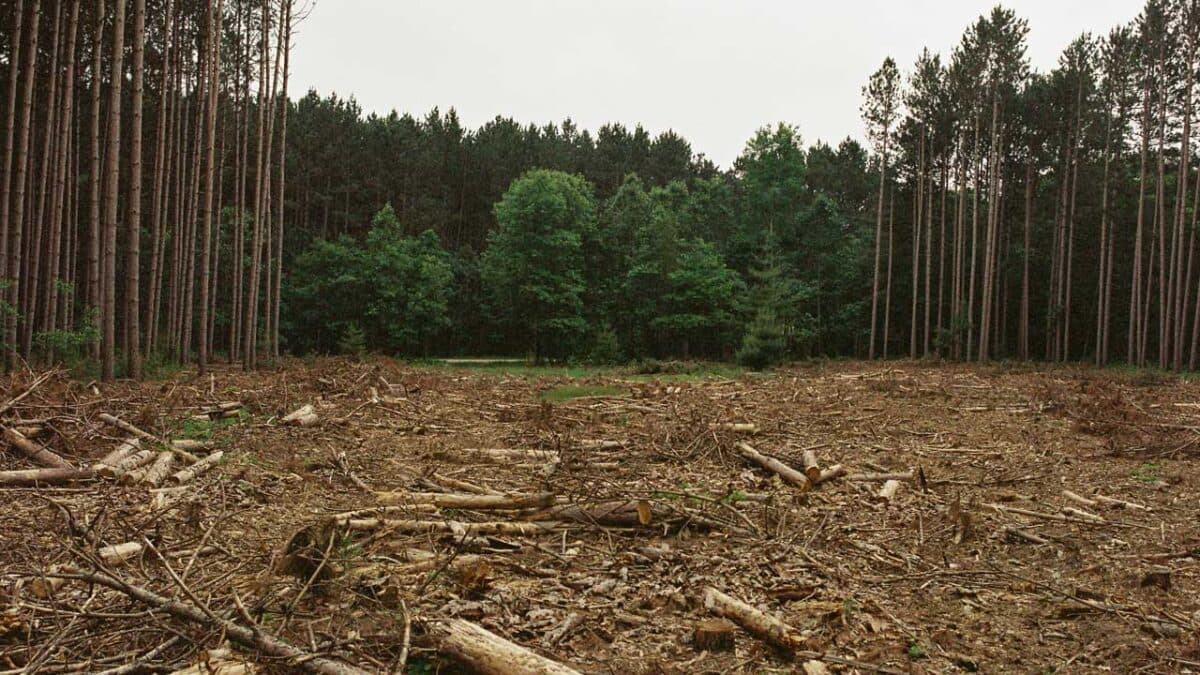 Et bilde av en skog som er ryddet for trær.