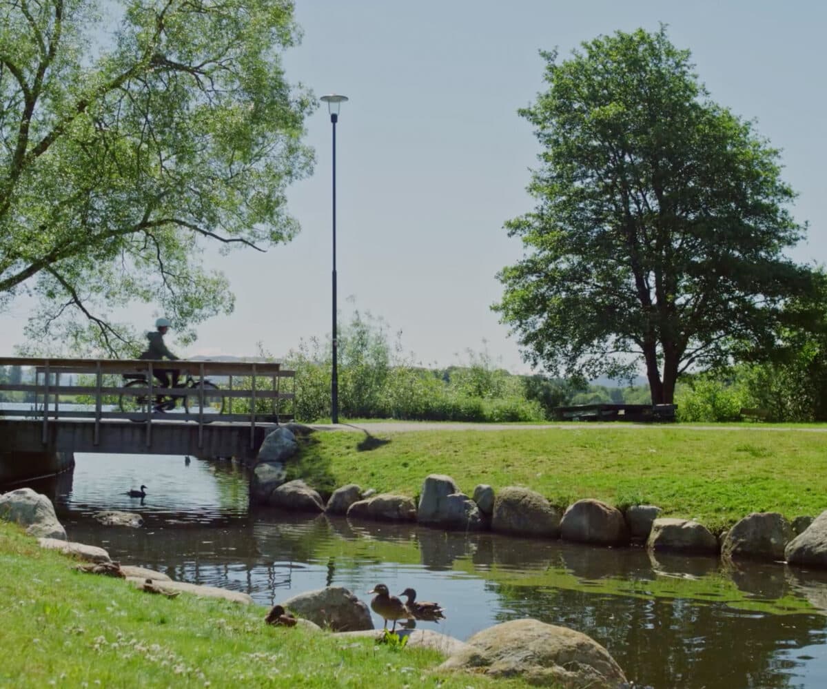 Rolig parkscene med ender nær et tjern, en gangbro i bakgrunnen og frodige grøntområder under klar himmel.