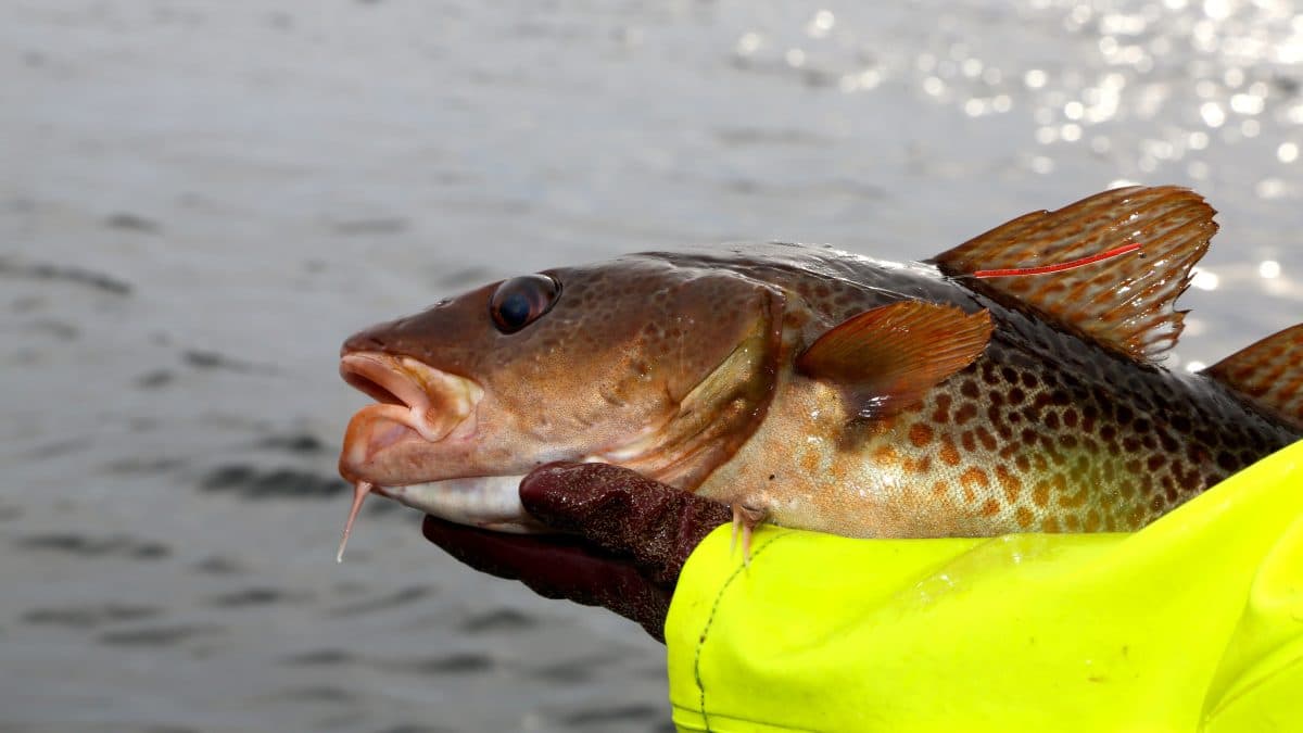 En person i gul jakke og hanske holder en brun, flekkete fisk med åpen munn nær vannet.