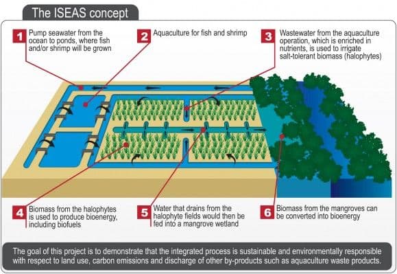 Biodrivstoff fra saltplanter. Klikk for større versjon (grafikk: Masdar Institute)