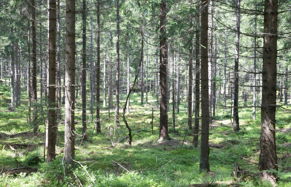 En skog med mange trær i.