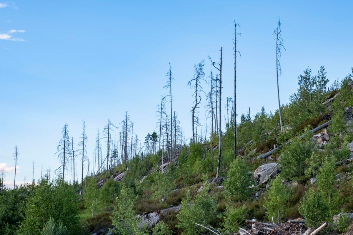 En fjellside med mange døde trær.