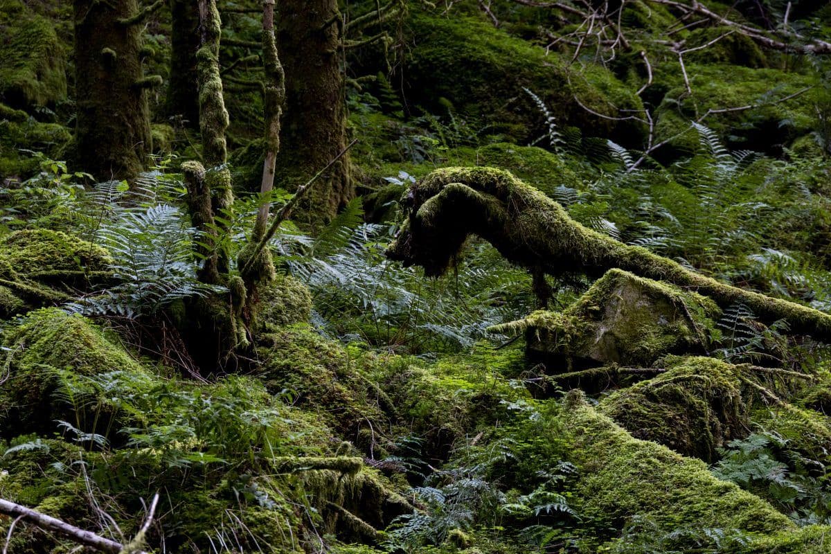 En tett skogscene med mosekledde trær og steiner. Bregner og grøntområder fyller underskogen og skaper et frodig, grønt landskap.