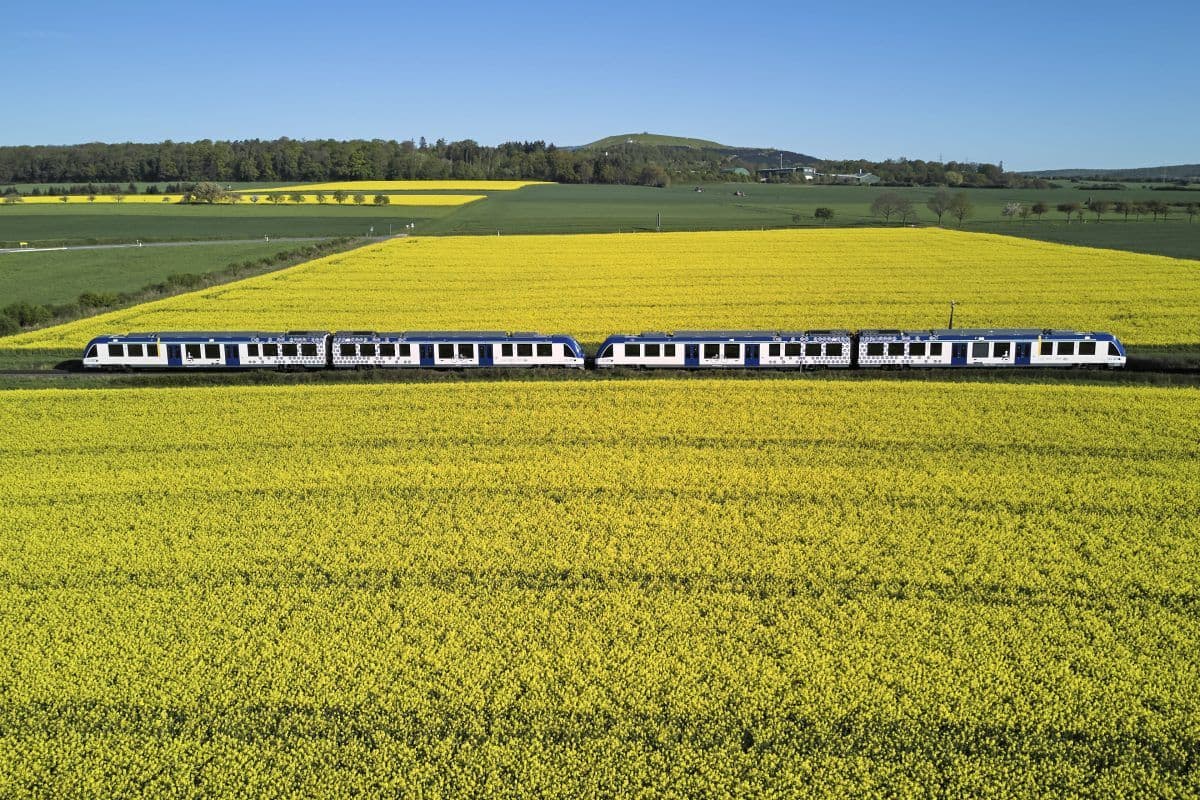 Et moderne passasjertog kjører gjennom et stort gult rapsfelt under en klar blå himmel, med grønne åkre og en fjern ås i bakgrunnen.