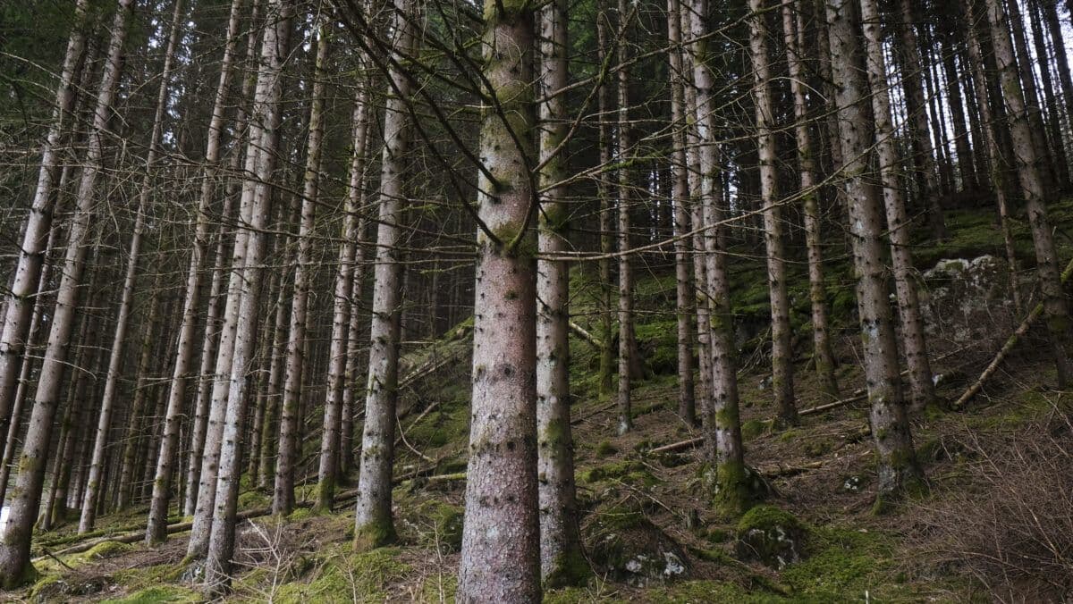 ny-rapport-co2-opptaket-i-norsk-skog-gar-nedover-featured.jpg