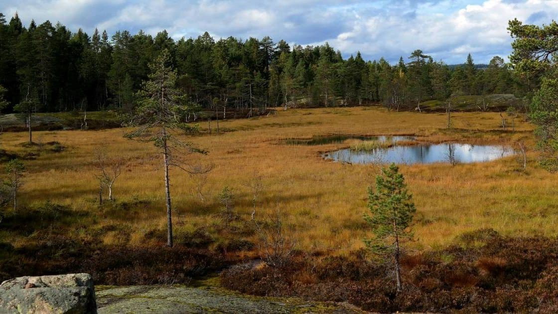En liten dam er omgitt av mye og en gresskledd eng med spredte trær. I bakgrunnen strekker det seg en tett skog under en delvis overskyet himmel.