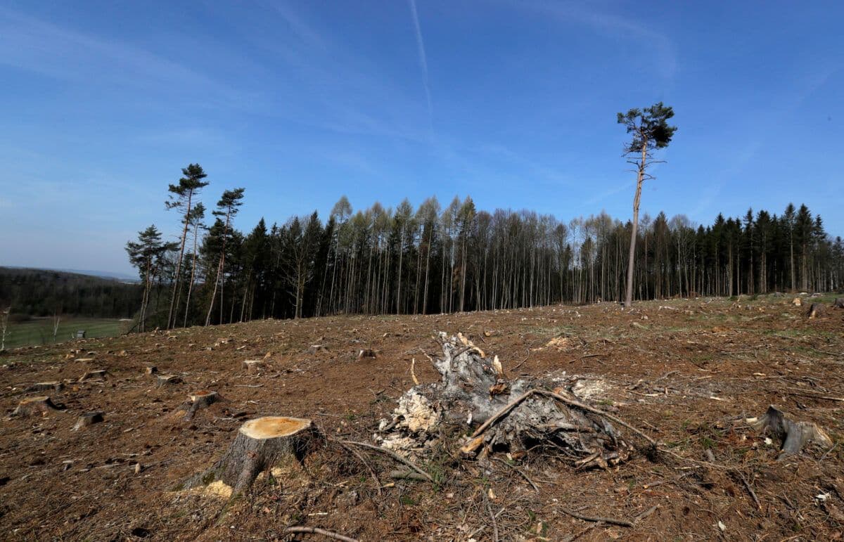 Nylig ryddet skogområde med gjenværende trestubber og et bakteppe av stående trær under klar himmel.