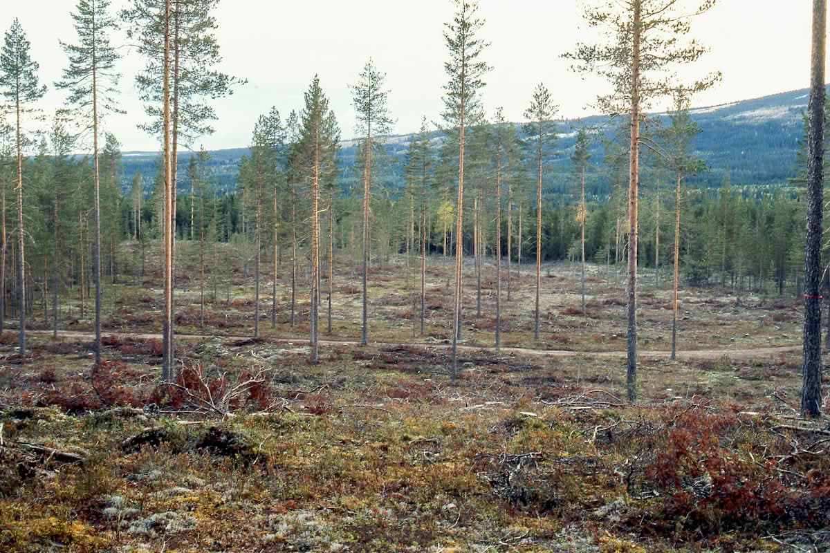 En sparsom skog med høye, tynne furutrær står foran fjerne åser, under en blek himmel. Bakken er dekket av spredte greiner og lav vegetasjon.