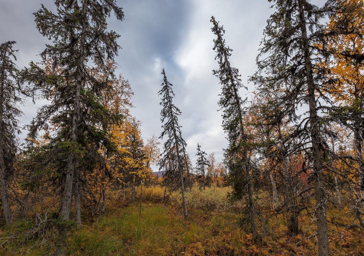 Skogscene med høye, slanke trær under overskyet himmel. Barskog og høstfarger på bakken.