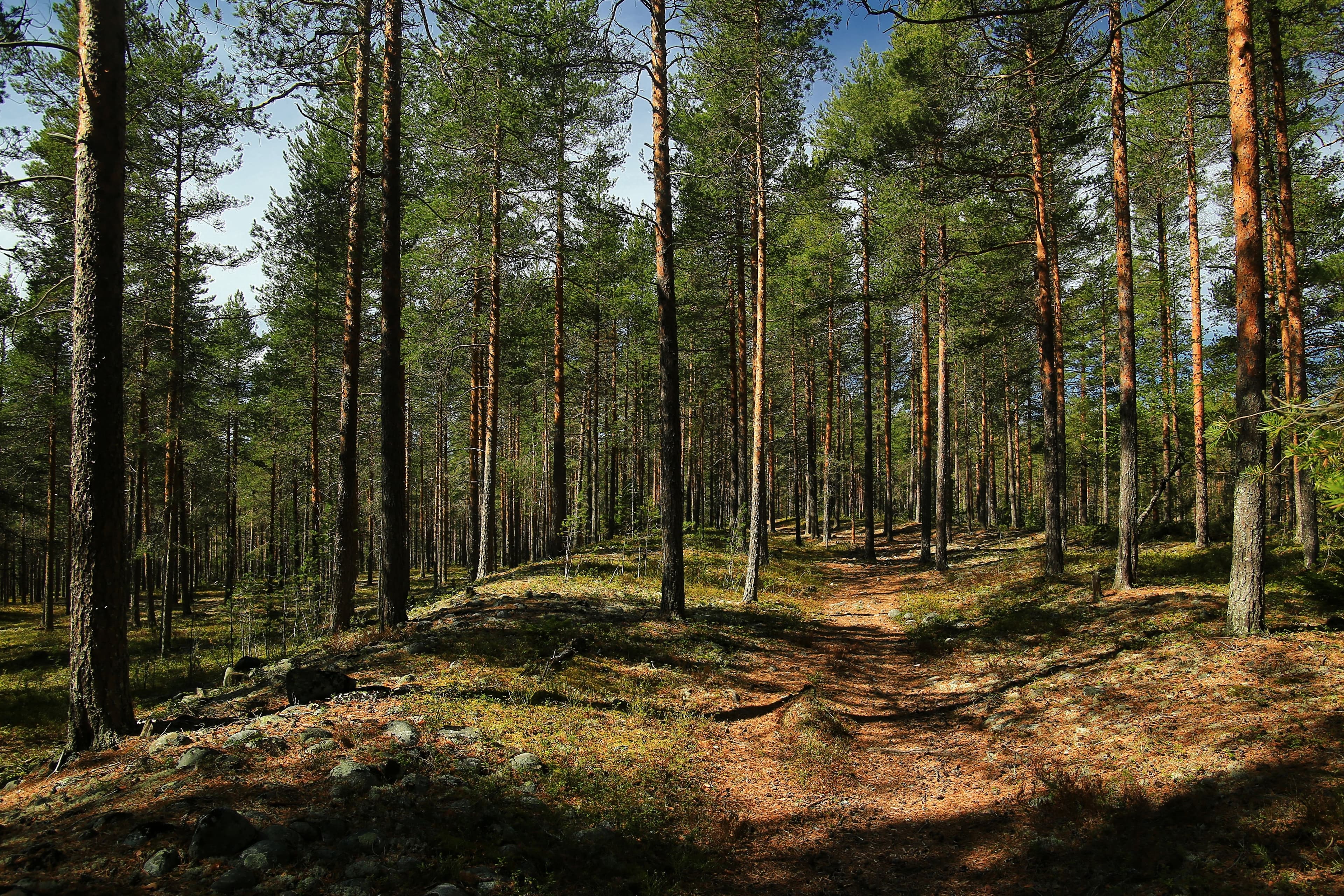 En svingete grussti gjennom en solfylt furuskog.