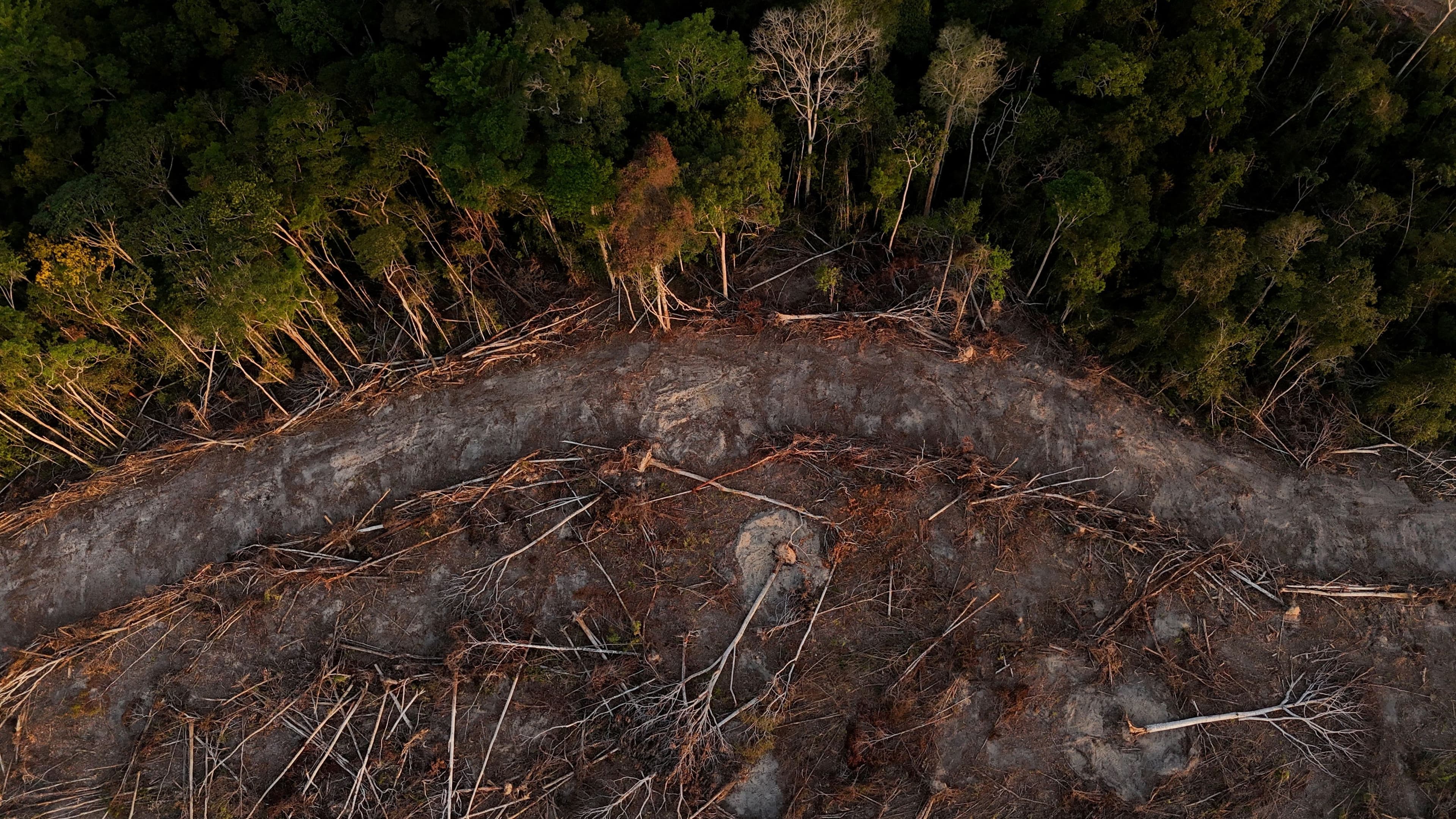 Flyfoto av et flatehogd, avskoget område ved siden av en tett, grønn skog.