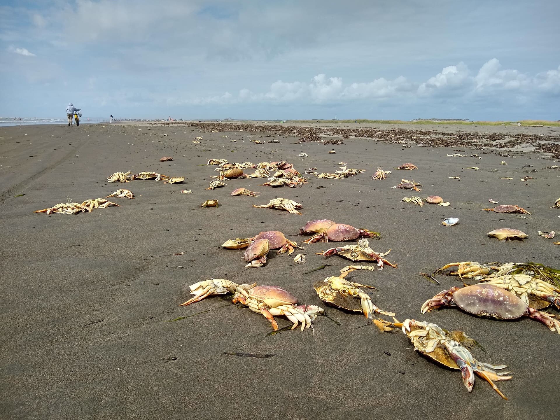A dark sandy beach littered with numerous dead crabs under a cloudy sky.