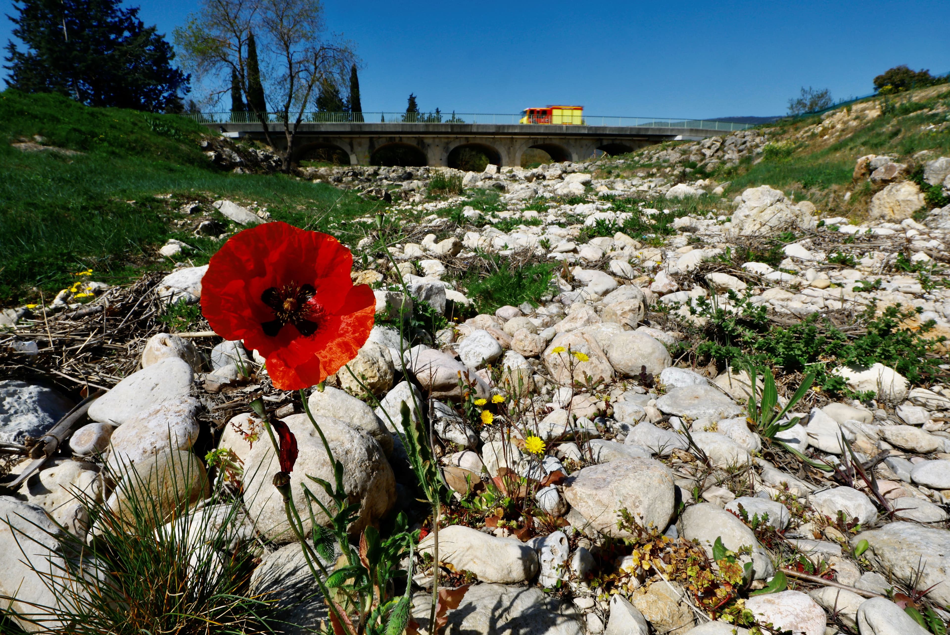 Valmue i tørrlagt elveleie