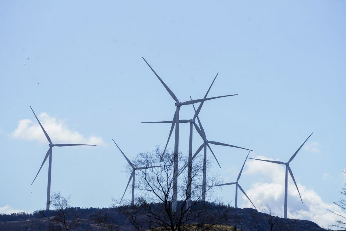 Flere vindturbiner på en bakketopp med klarblå himmel i bakgrunnen og noen nakne trær i forgrunnen.