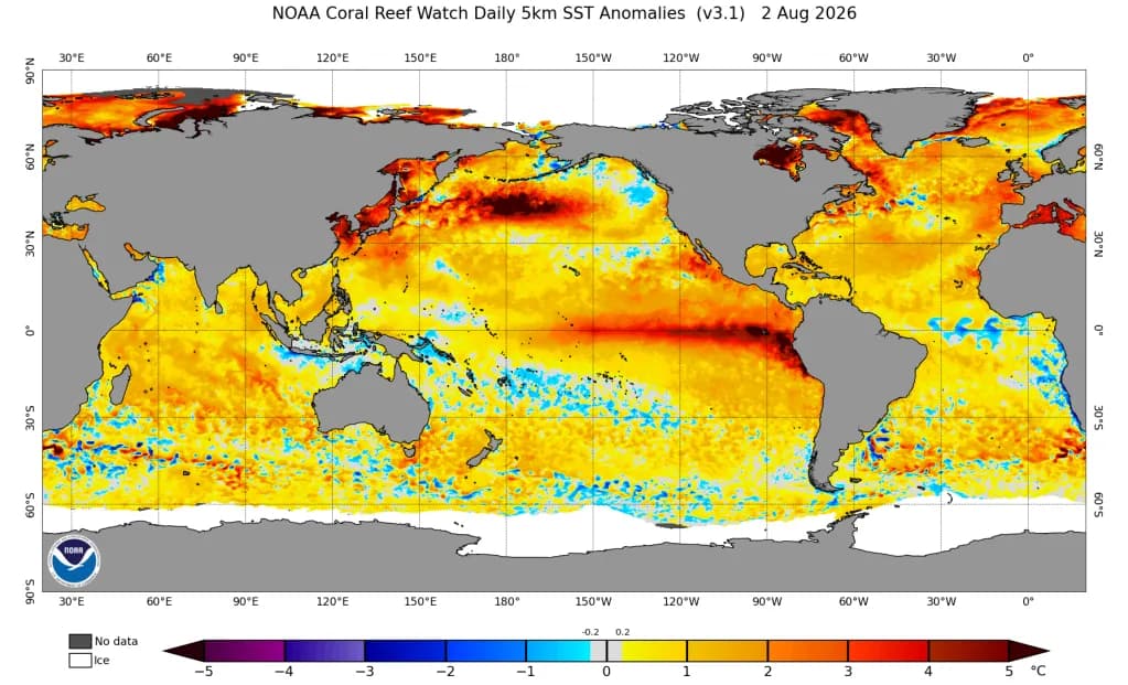 NOAA Coral Reef Watch-kart over globale avvik i havoverflatetemperatur 2. august 2026, som viser omfattende oppvarming i havene med enkelte kjøligere områder.