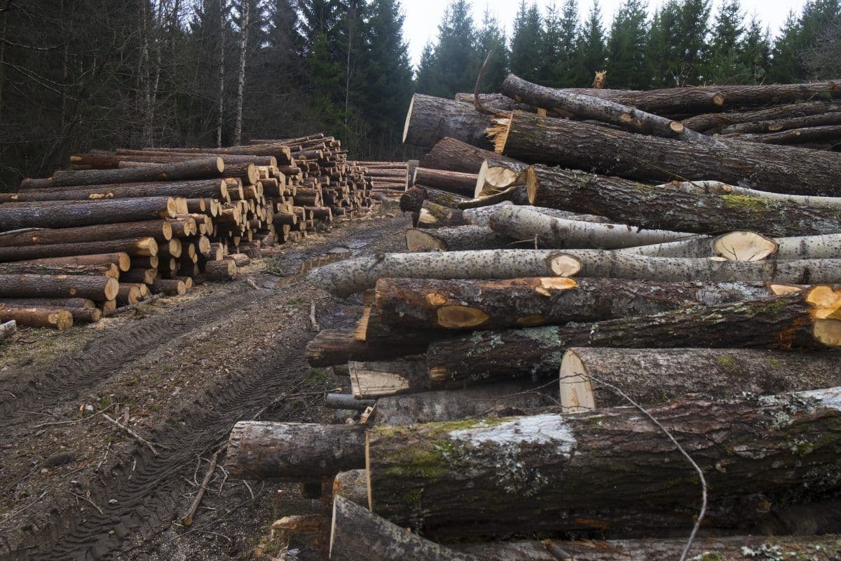 Stablet tømmerstokker i en skoglysning, med kuttede trestammer stablet på begge sider av en gjørmete sti, omgitt av tette furutrær.